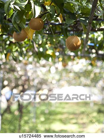 Stock Photography - Hosui Pear Tree. Fotosearch
