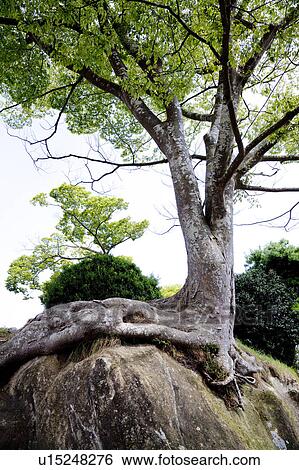 Stock Photograph - Huge Rock and Tree. Fotosearch