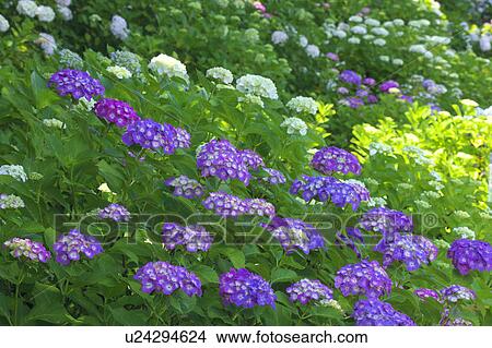 Picture - Hydrangea, Satte City, Saitama Prefecture, Honshu, Japan. Fotosearch