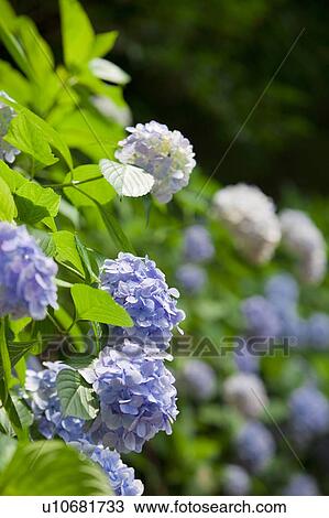 Stock Image - Hydrangea. Fotosearch