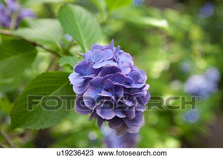 Hydrangea View Large Photo Image Stock Image - Hydrangea. Fotosearch