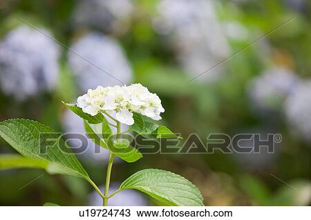 Stock Image - Hydrangea. Fotosearch