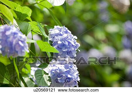 Stock Image - Hydrangea. Fotosearch
