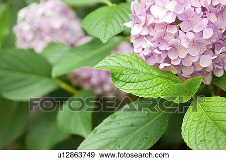 Stock Photo - Hydrangea. Fotosearch
