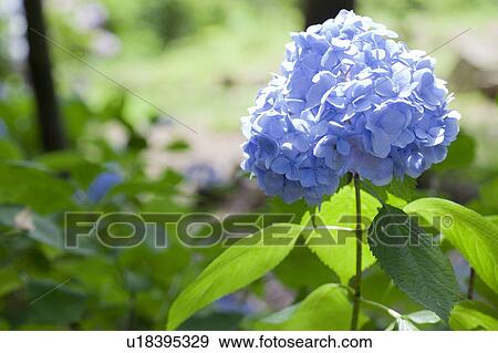 Stock Photo - Hydrangea. Fotosearch