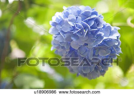 Stock Photograph - Hydrangea. Fotosearch