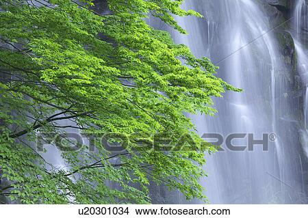 Ichi-no-taki waterfall, Akita Prefecture, Honshu, Japan View Large Photo Image Picture - Ichi-no-taki waterfall, Akita Prefecture, Honshu, Japan. Fotosearch