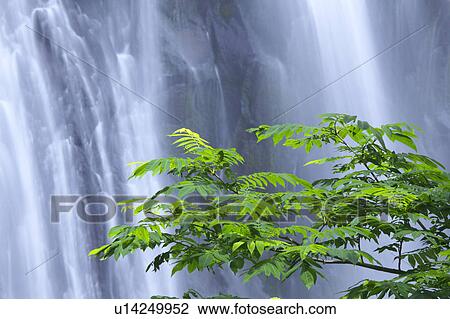 Stock Image - Ichi-no-taki waterfall, Akita Prefecture, Honshu, Japan. Fotosearch