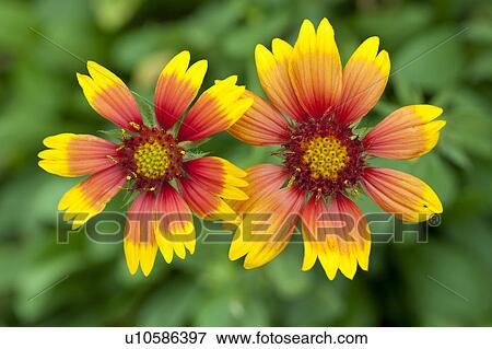 Stock Photo - Indian Blanket Flowers. Fotosearch