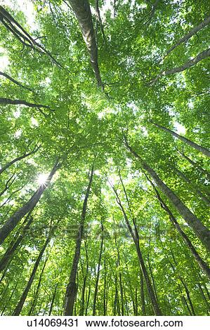 Japanese beech tree, low angle view, Niigata Prefecture, Honshu, Japan View Large Photo Image Stock Image - Japanese beech tree, low angle view, Niigata Prefecture, Honshu, Japan. Fotosearch