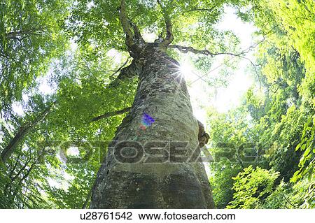 Japanese beech tree, low angle view, Aomori Prefecture, Honshu, Japan View Large Photo Image Stock Image - Japanese beech tree, low angle view, Aomori Prefecture, Honshu, Japan. Fotosearch