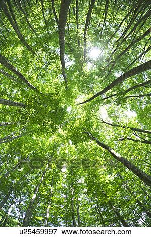 Japanese beech tree, low angle view, Niigata Prefecture, Honshu, Japan View Large Photo Image Stock Photo - Japanese beech tree, low angle view, Niigata Prefecture, Honshu, Japan. Fotosearch