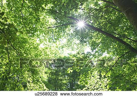 Japanese beech tree, low angle view, Niigata Prefecture, Honshu, Japan View Large Photo Image Stock Photo - Japanese beech tree, low angle view, Niigata Prefecture, Honshu, Japan. Fotosearch
