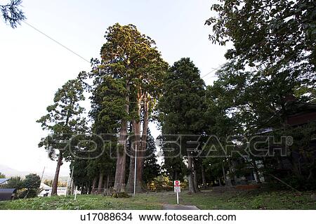 Picture - Japanese cedar trees, Niigata Prefecture, Honshu, Japan. Fotosearch