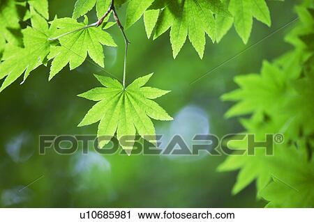 Japanese maple leaf View Large Photo Image Stock Image - Japanese maple leaf. Fotosearch