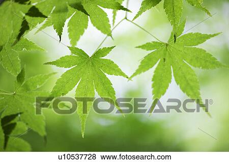 Stock Photo - Japanese maple leaf. Fotosearch