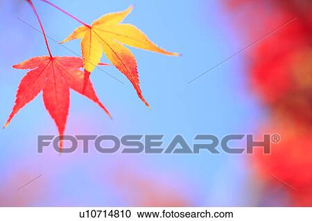 Stock Image - Japanese maple tree, close-up . Fotosearch