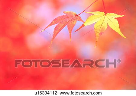 Japanese maple tree, close-up View Large Photo Image Stock Image - Japanese maple tree, close-up . Fotosearch