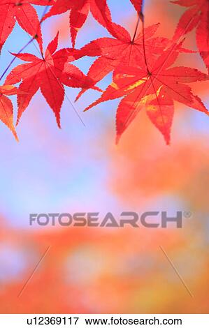Stock Photo - Japanese maple tree, close-up . Fotosearch