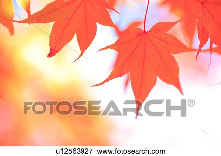 Stock Photo - Japanese maple tree, close-up . Fotosearch