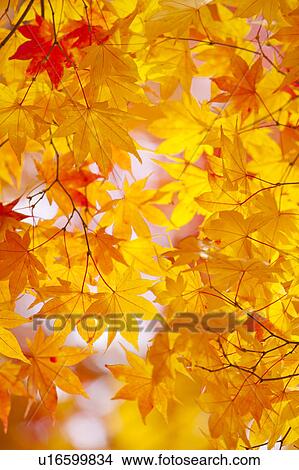 Japanese maple tree in autumn View Large Photo Image Picture - Japanese maple tree in autumn. Fotosearch
