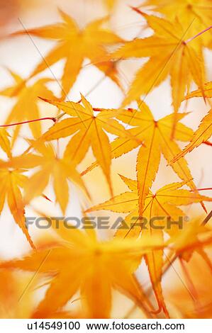 Japanese maple tree in autumn View Large Photo Image Stock Image - Japanese maple tree in autumn. Fotosearch