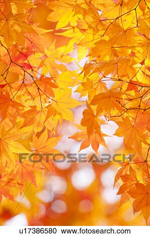 Stock Image - Japanese maple tree in autumn. Fotosearch
