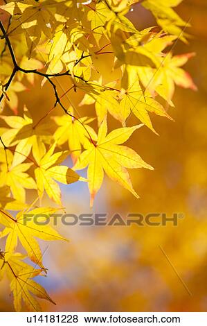 Japanese maple tree in autumn View Large Photo Image Stock Photo - Japanese maple tree in autumn. Fotosearch