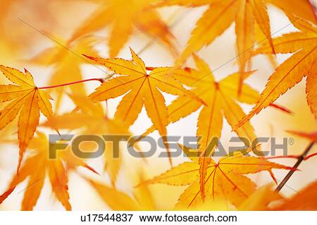 Japanese maple tree in autumn View Large Photo Image Stock Photo - Japanese maple tree in autumn. Fotosearch