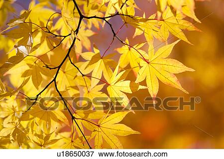 Japanese maple tree in autumn View Large Photo Image Stock Photo - Japanese maple tree in autumn. Fotosearch
