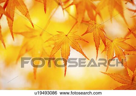Stock Photograph - Japanese maple tree in autumn. Fotosearch