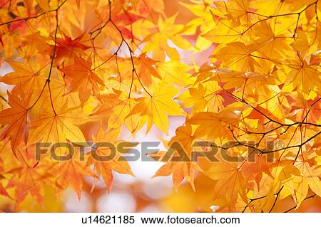 Japanese maple tree in autumn View Large Photo Image Stock Photography - Japanese maple tree in autumn. Fotosearch