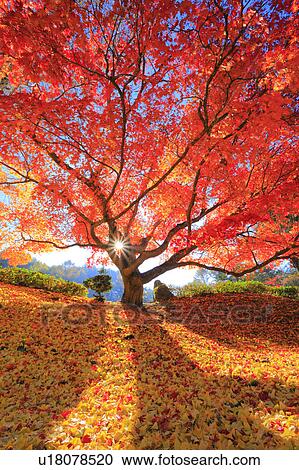 Japanese maple tree, Nagano Prefecture, Japan View Large Photo Image Stock Image - Japanese maple tree, Nagano Prefecture, Japan. Fotosearch