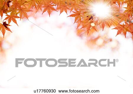 Stock Image - Japanese maple tree. Fotosearch