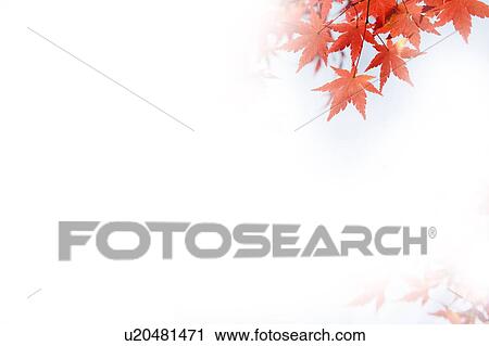 Stock Image - Japanese maple tree. Fotosearch