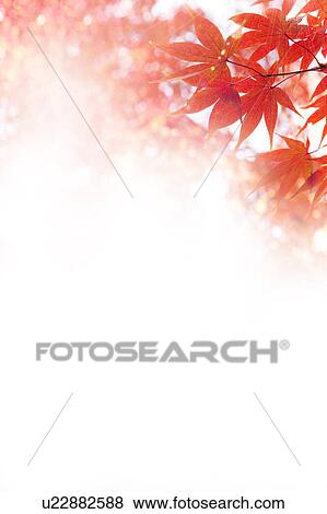 Stock Photo - Japanese maple tree. Fotosearch