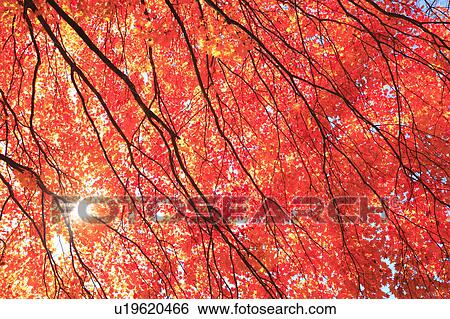 Stock Photograph - Japanese maple tree. Fotosearch