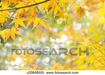 Stock Photography - Japanese maple tree. Fotosearch