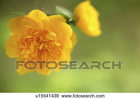 Japanese rose View Large Photo Image Stock Photo - Japanese rose. Fotosearch