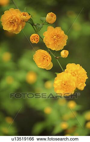 Stock Photograph - Japanese rose. Fotosearch