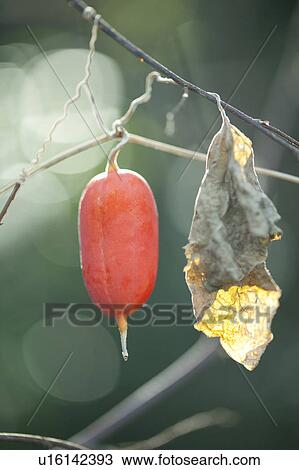 Stock Image - Japanese Snake Gourd. Fotosearch