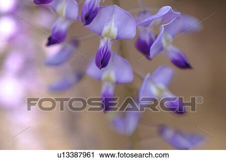 Stock Image - Japanese wisteria. Fotosearch