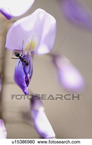 Japanese wisteria View Large Photo Image Stock Image - Japanese wisteria. Fotosearch