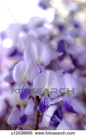 Stock Photography - Japanese wisteria. Fotosearch
