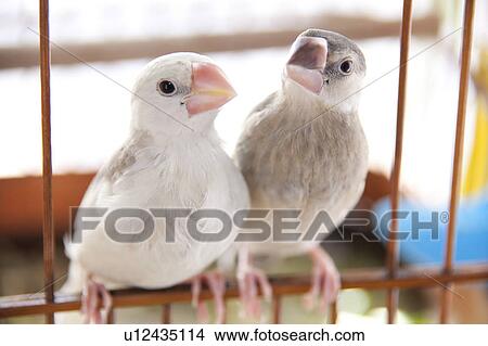 Java sparrows View Large Photo Image Picture - Java sparrows. Fotosearch