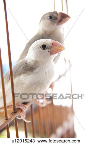 Java sparrows View Large Photo Image Stock Image - Java sparrows. Fotosearch