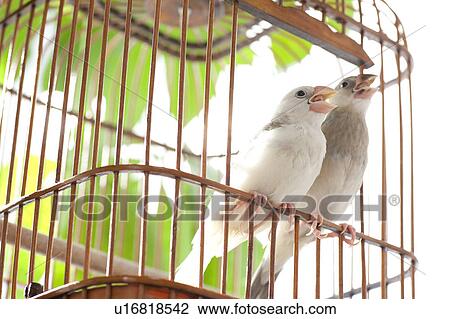 Stock Image - Java sparrows. Fotosearch