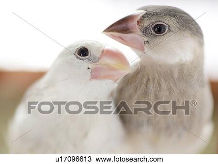 Stock Image - Java sparrows. Fotosearch