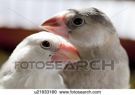Java sparrows View Large Photo Image Stock Image - Java sparrows. Fotosearch