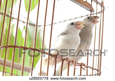Stock Photo - Java sparrows. Fotosearch